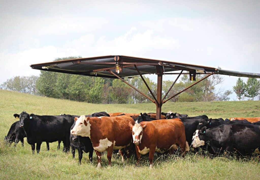 Cattle gathered under a feeder/shelter