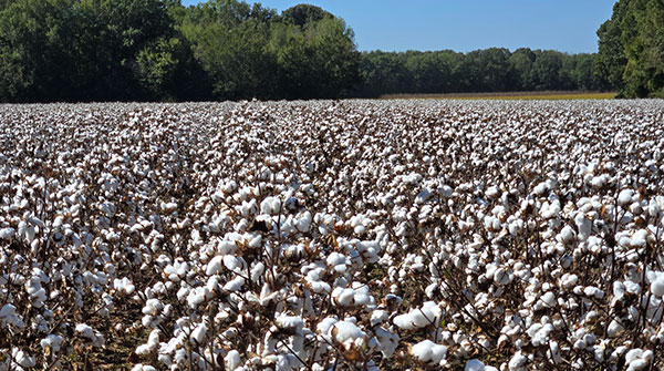 Cotton in the field at the West Tennessee AgResearch and Education Center